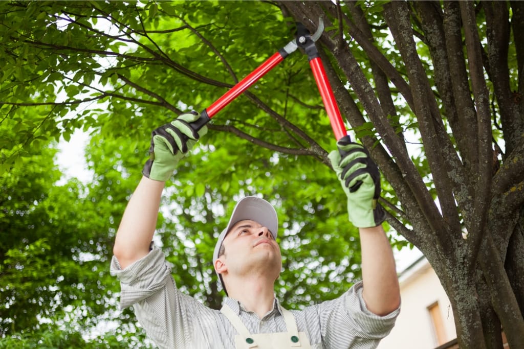 8 Common Tree Issues Homeowners Should Be Aware Of