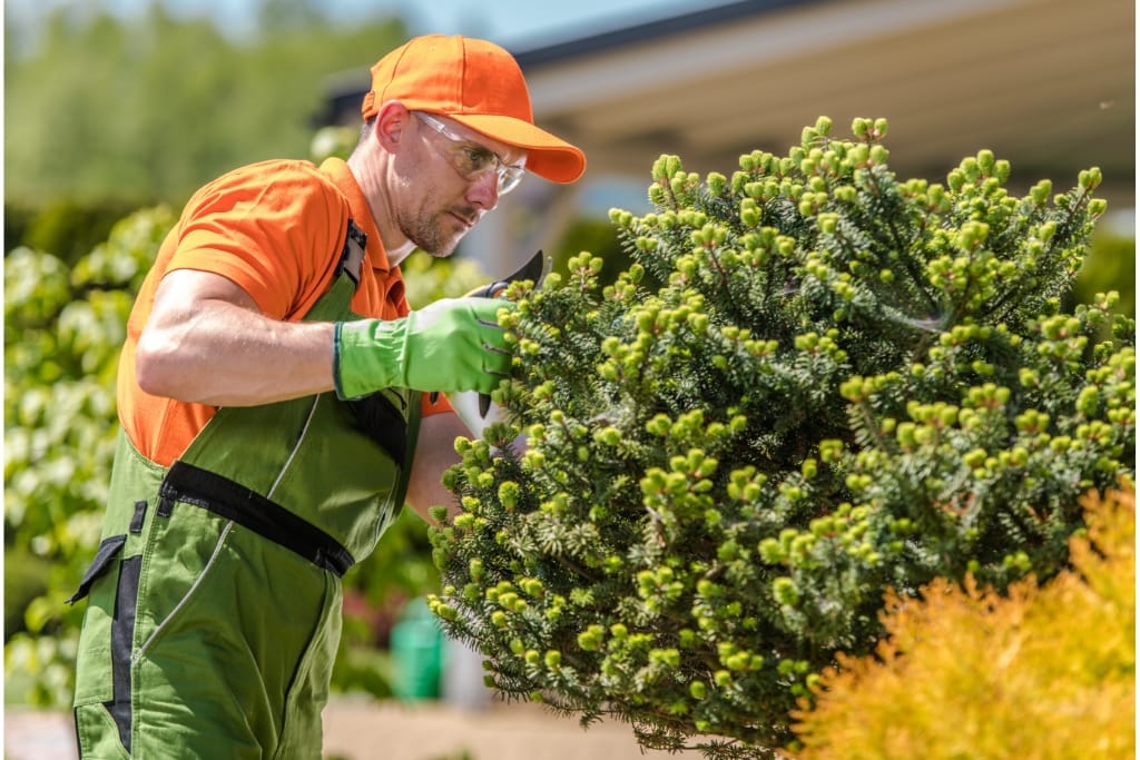 8 Benefits Of Regular Tree Maintenance