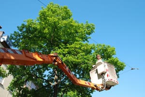 10 Tips To Help You Determine Whether To Fire And Replace A Tree Trimming Company