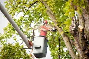 How To Negotiate The Best Price For Tree Trimming