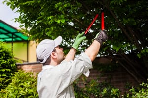 10 Signs It's Time To Hire A Tree Service Professional