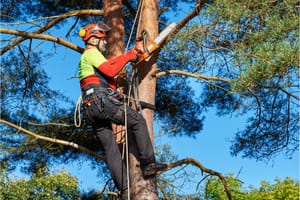 10 Reasons Why DIY Tree Care Can Be Risky