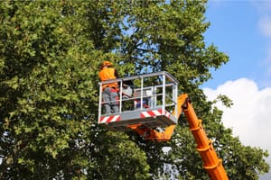 12 Essential Tree Care Tips For Homeowners