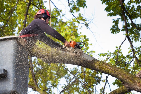 7 Reasons To Consider Tree Removal