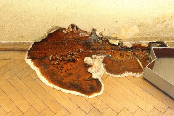 10 Common Mistakes Homeowners Make When Dealing With Dry Rot