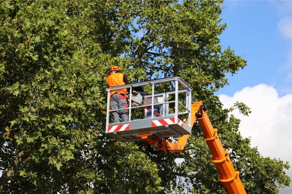 12 Essential Tree Care Tips For Homeowners